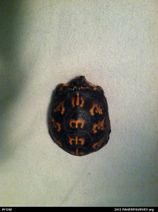 Eastern Box Turtle