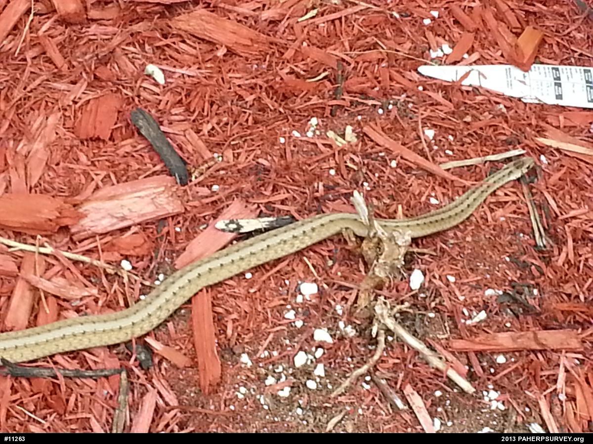 Dekay's Brownsnake