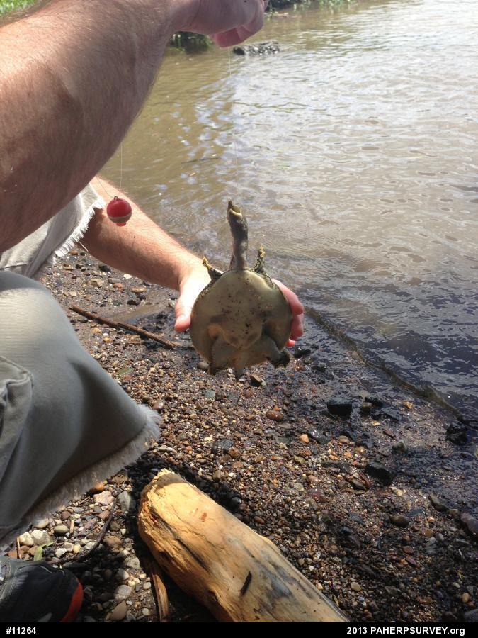 Eastern Spiny Softshell