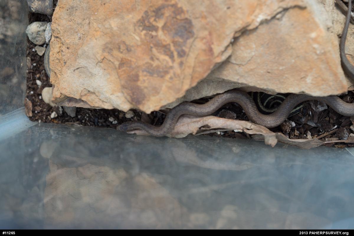 Dekay's Brownsnake
