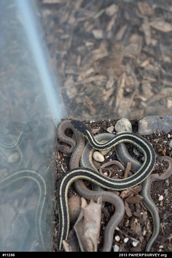 Eastern Gartersnake