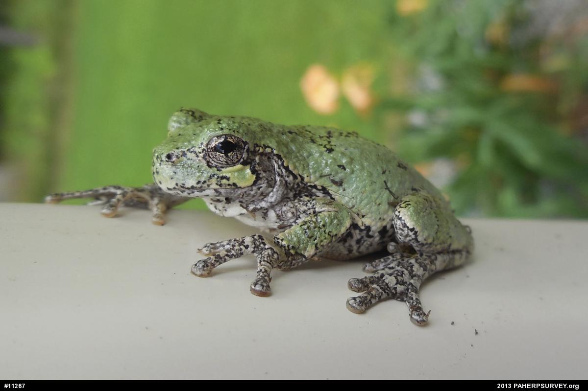 Gray Treefrog