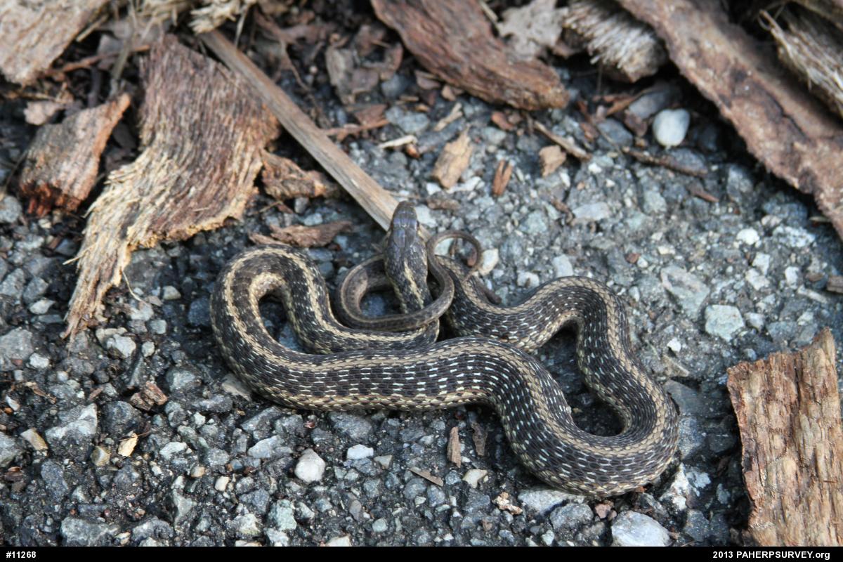Eastern Gartersnake