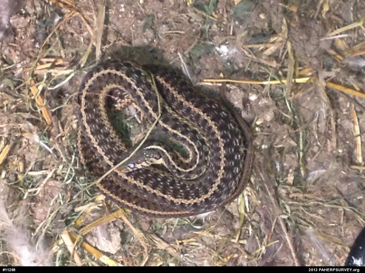 Eastern Gartersnake