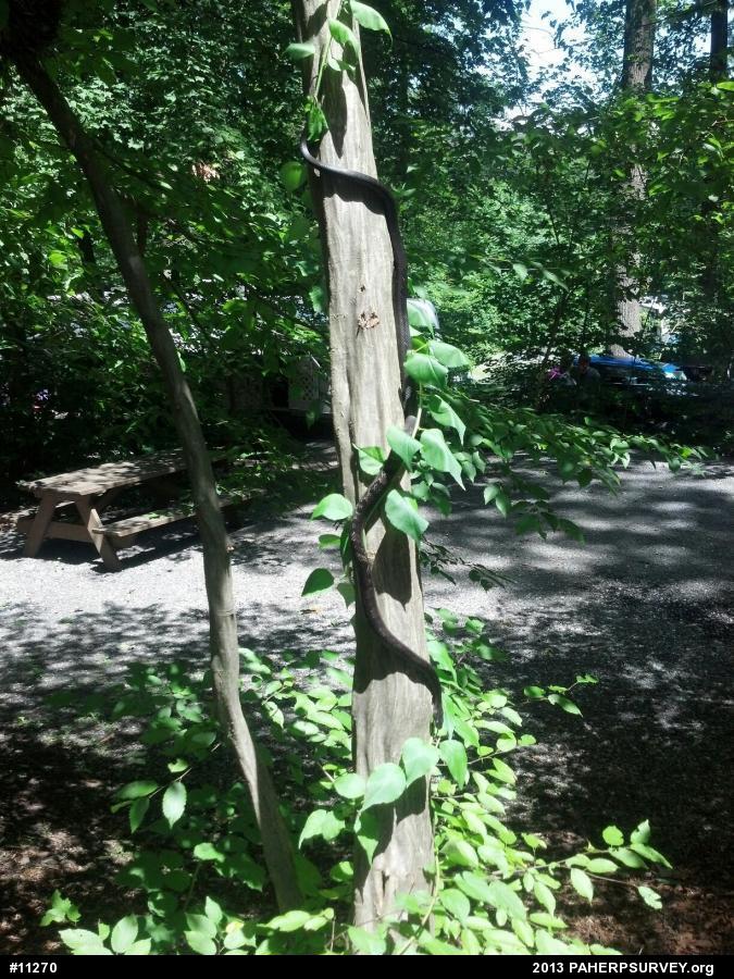 Eastern Ratsnake