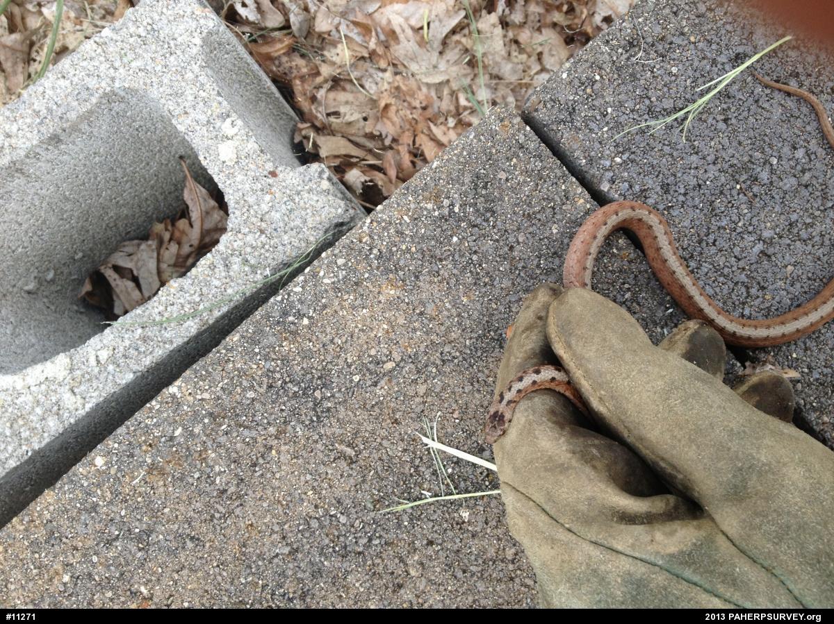 Dekay's Brownsnake