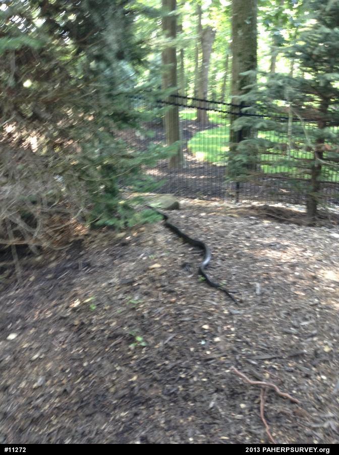Eastern Ratsnake