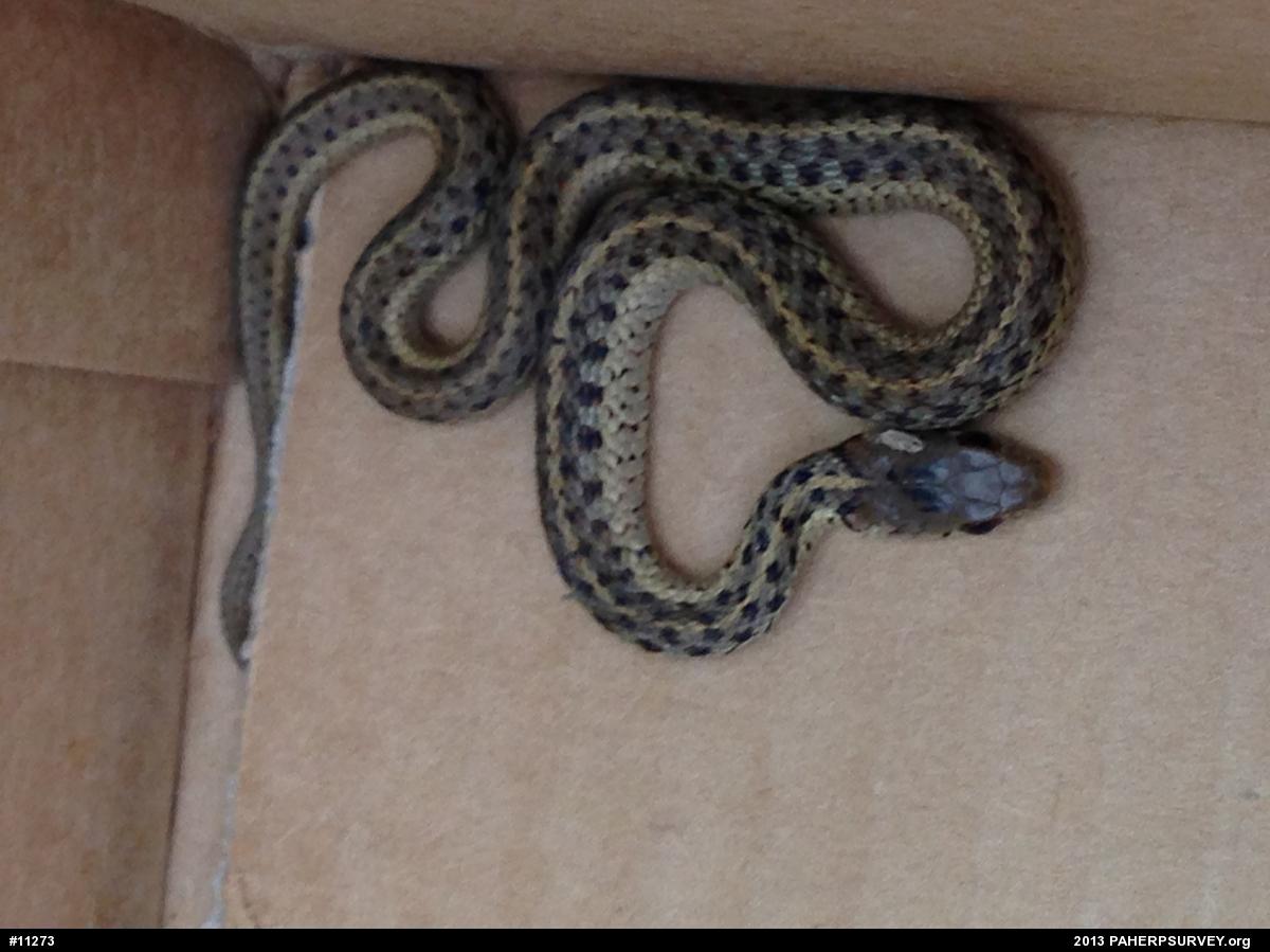 Eastern Gartersnake