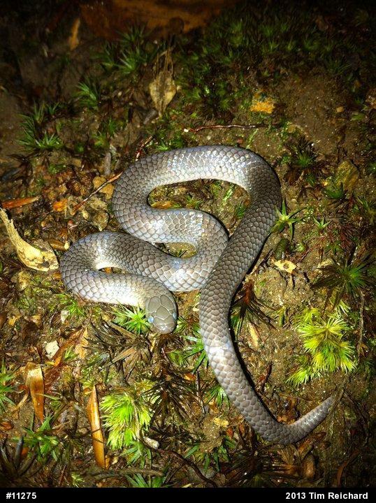 Eastern Wormsnake