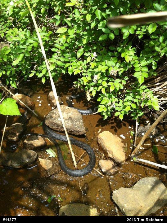 Northern Black Racer
