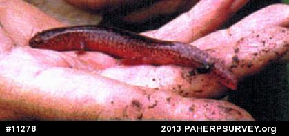 Northern Red Salamander