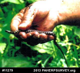 Northern Watersnake