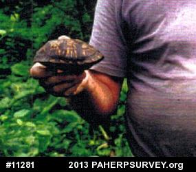Eastern Box Turtle