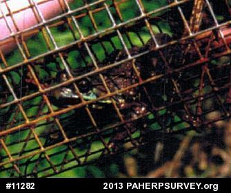 Green Frog