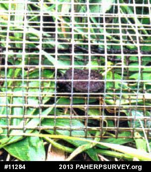 Snapping Turtle
