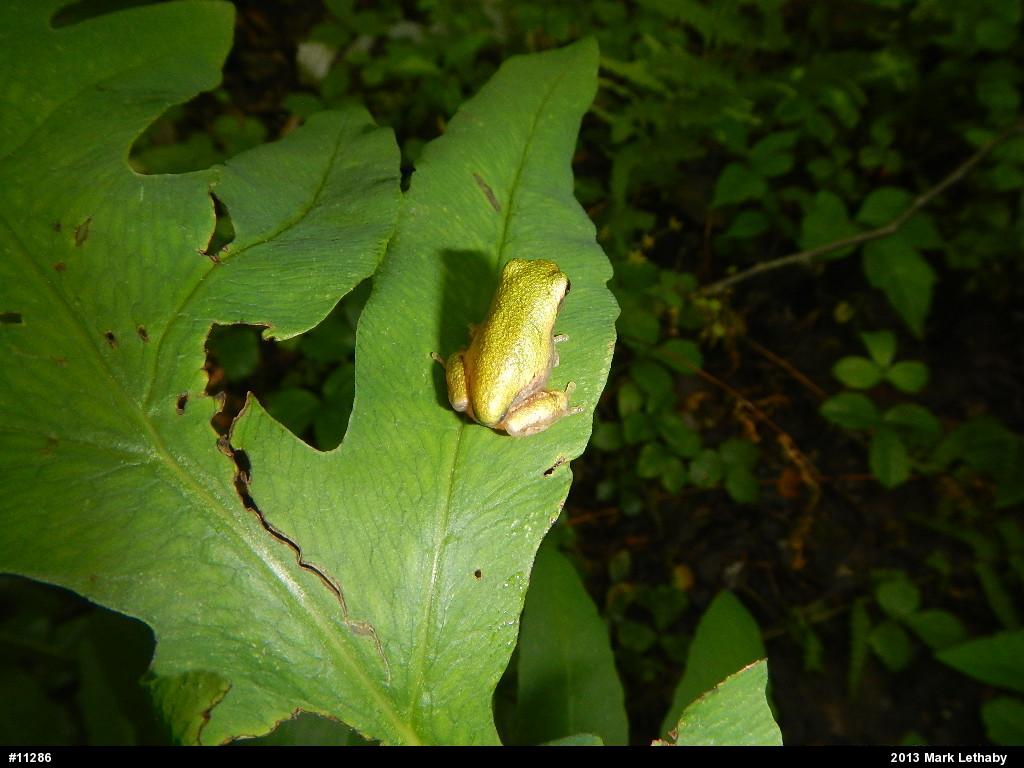 Gray Treefrog