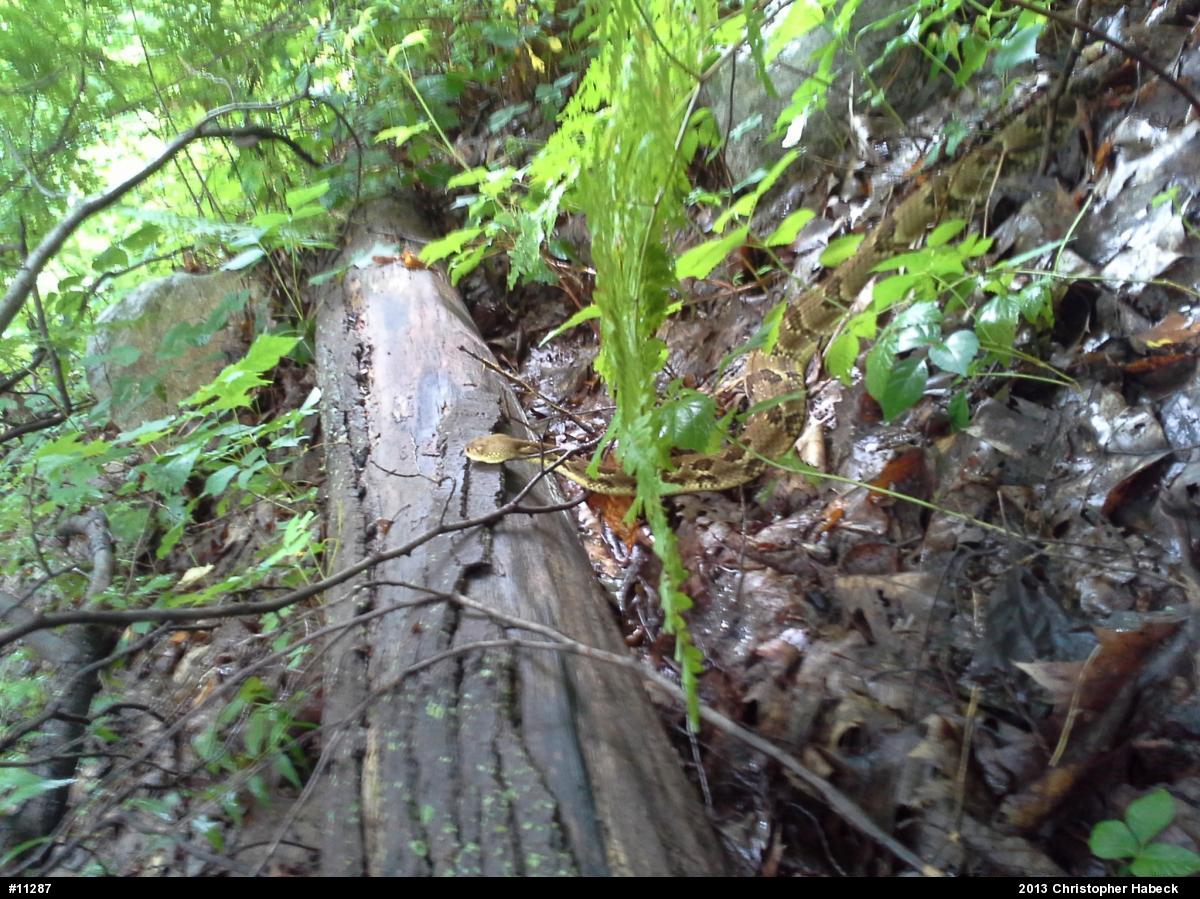 Timber Rattlesnake