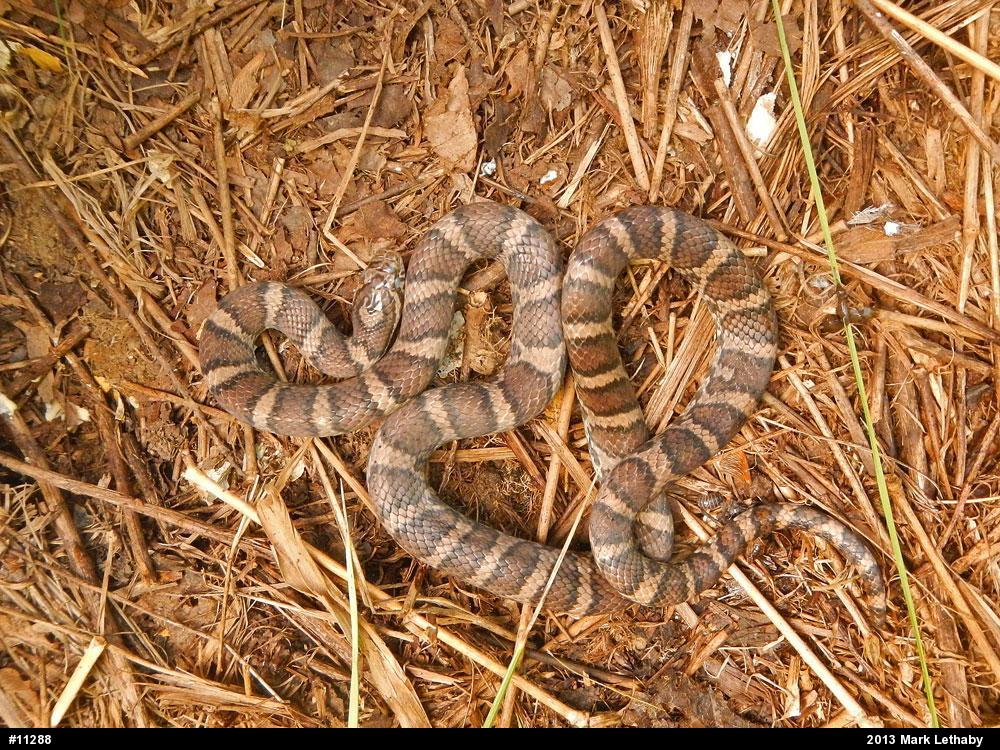 Eastern Milksnake