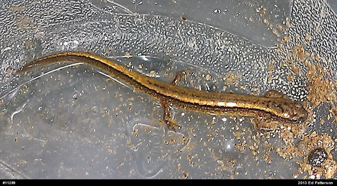 Northern Two-lined Salamander