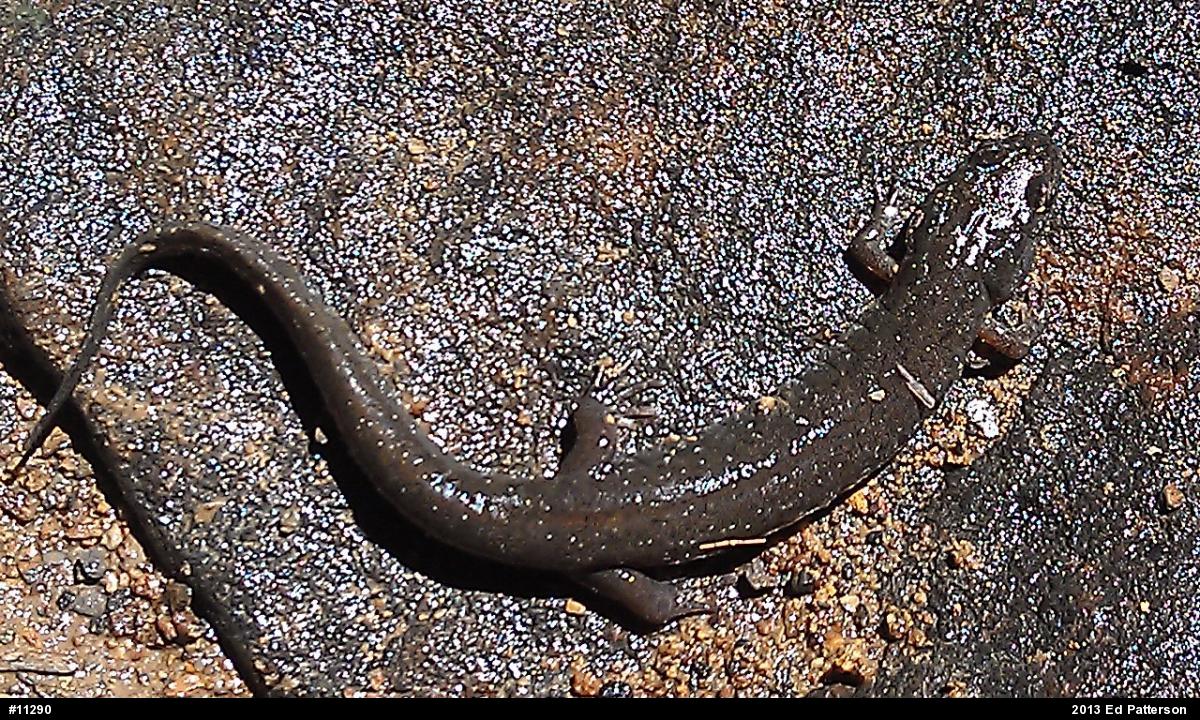 Northern Dusky Salamander