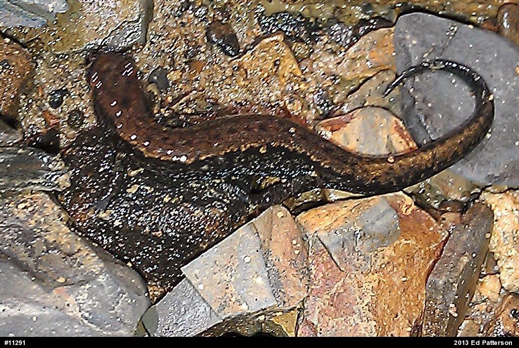 Allegheny Mountain Dusky Salamander