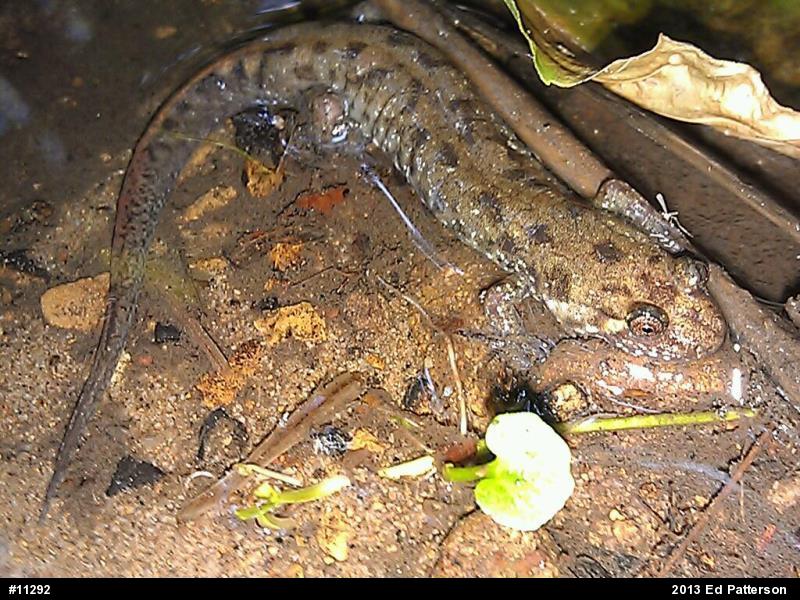 Seal Salamander