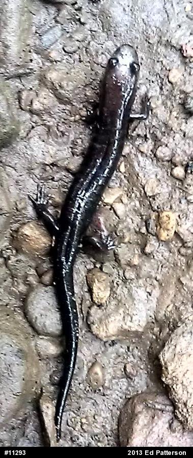 Allegheny Mountain Dusky Salamander