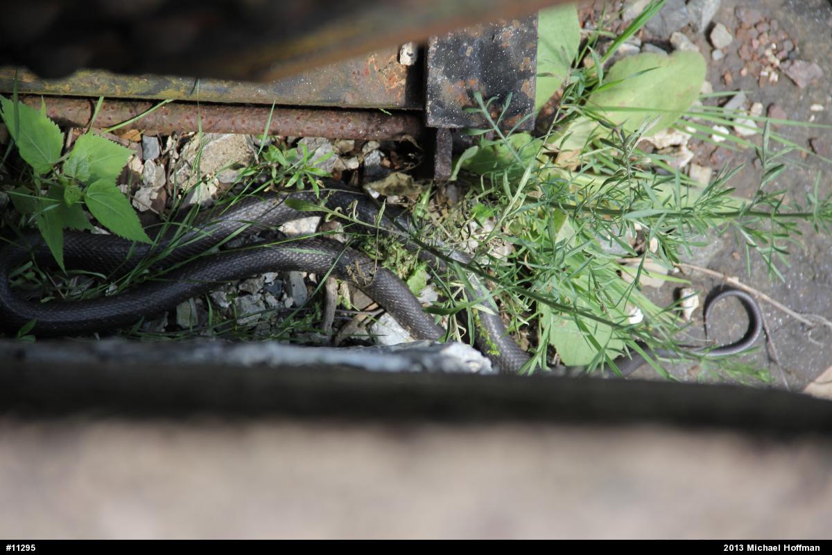 Eastern Ratsnake