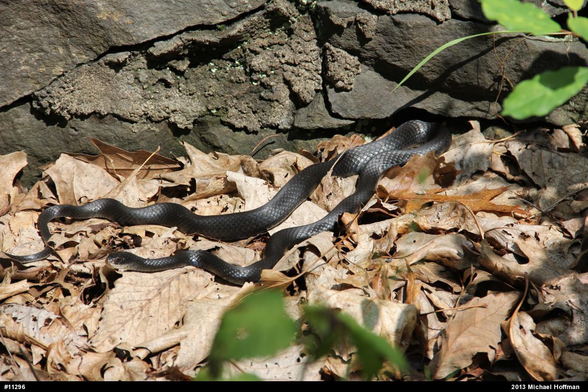 Northern Black Racer