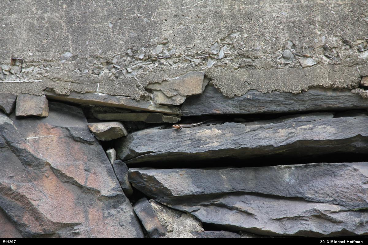 Common Five-lined Skink