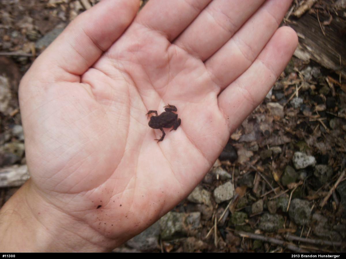 True Toads