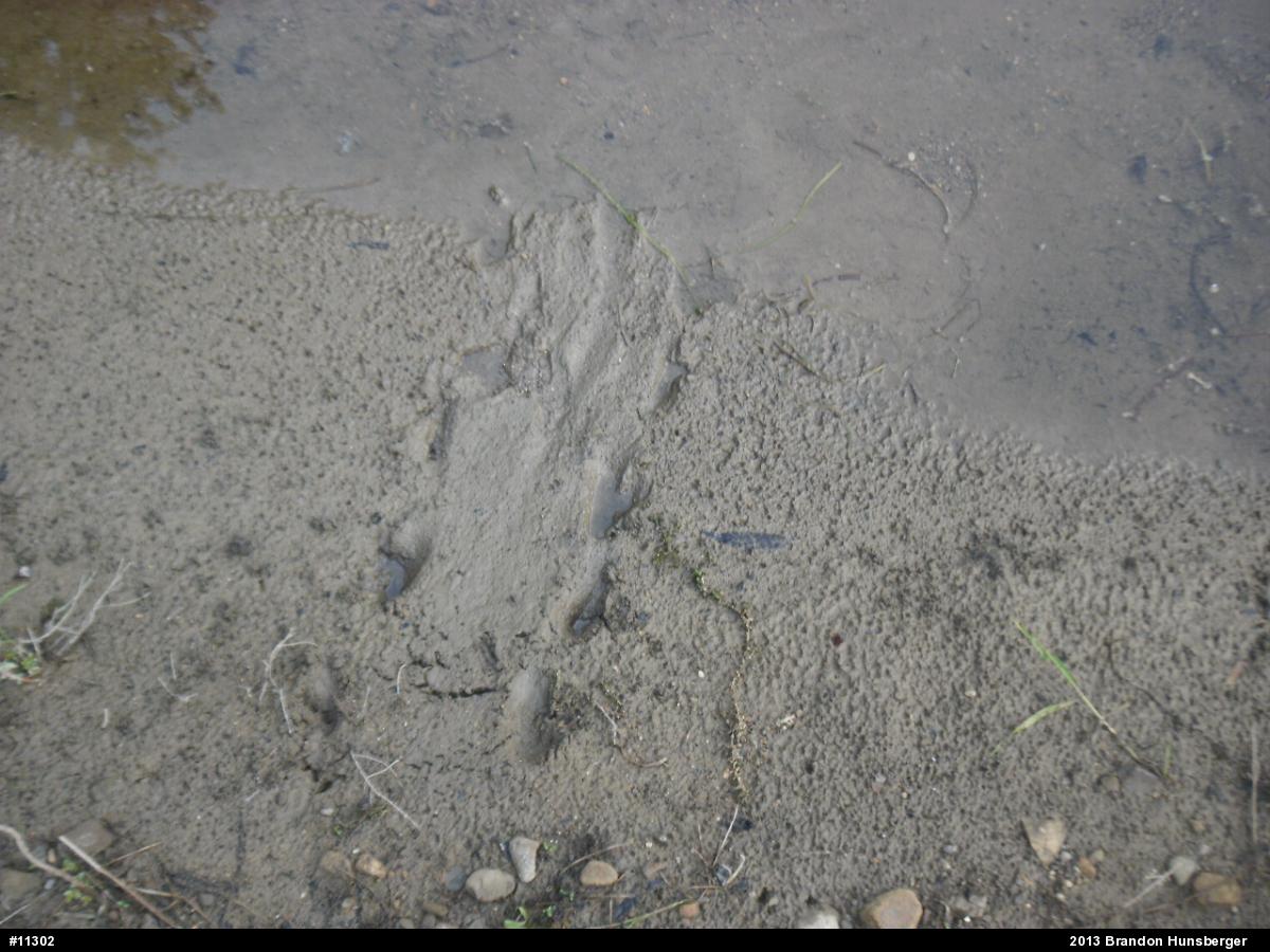 Snapping Turtle