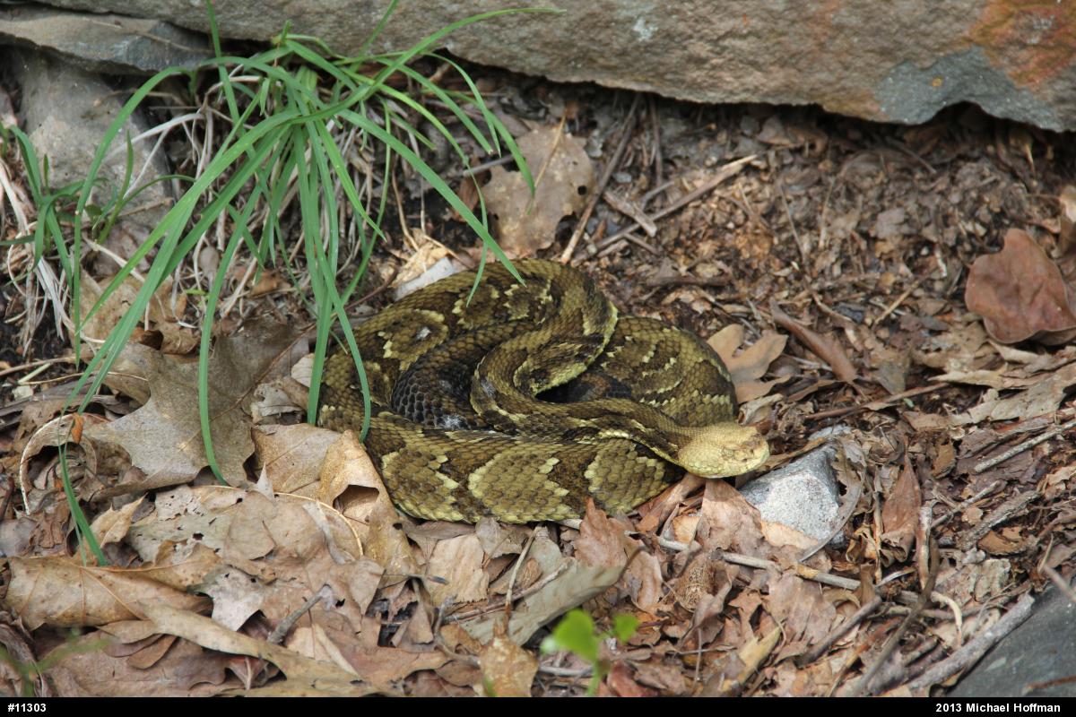 Timber Rattlesnake