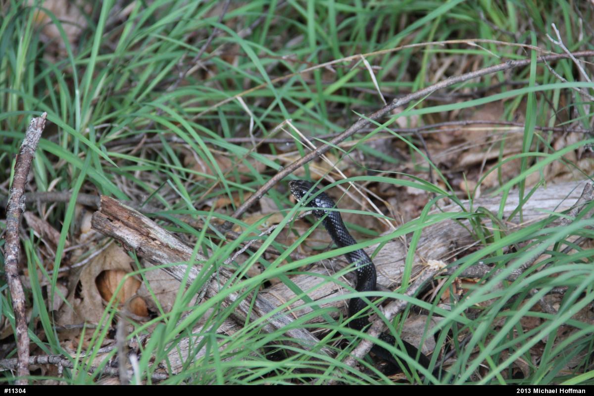 Northern Black Racer