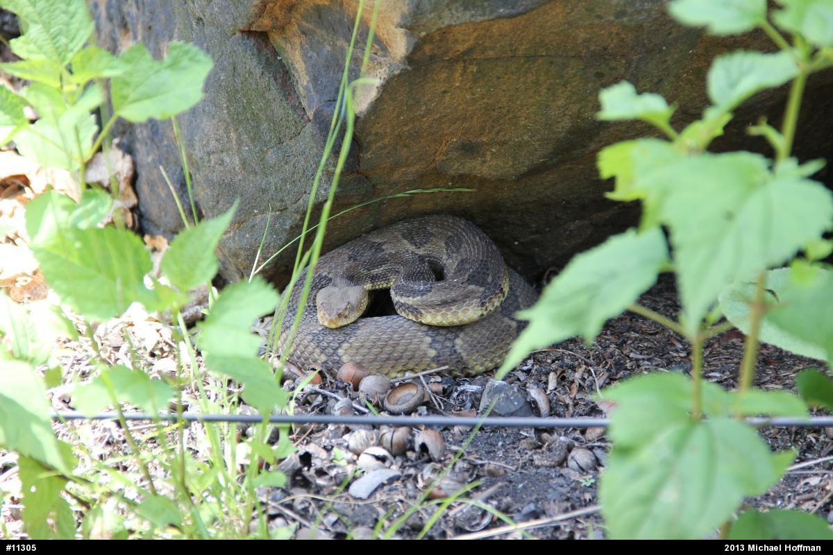 Timber Rattlesnake
