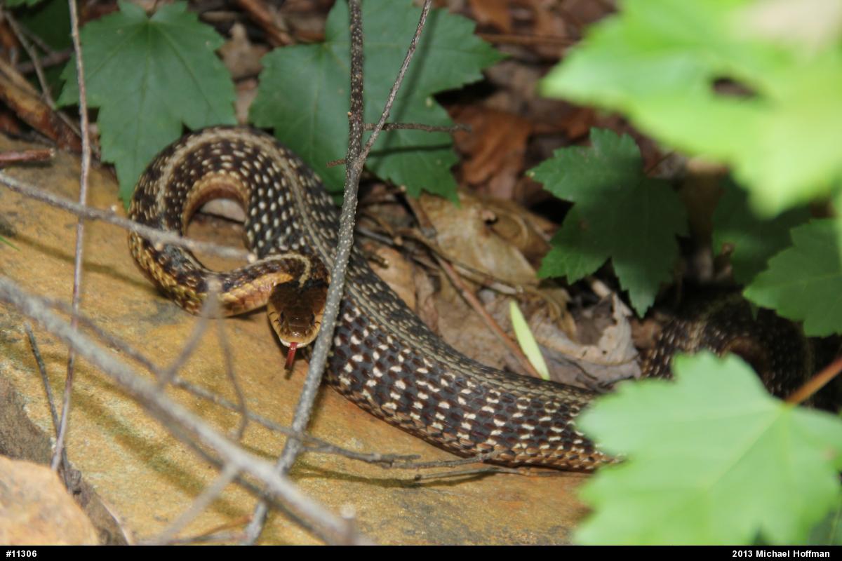 Eastern Gartersnake