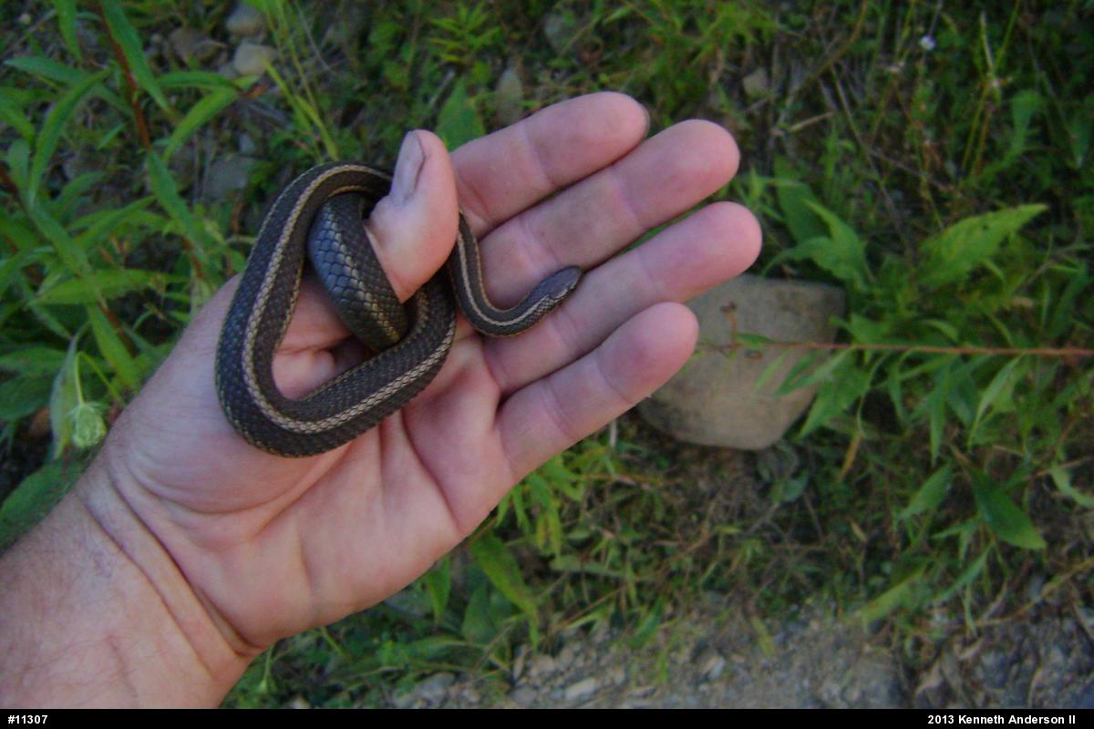 Shorthead Gartersnake