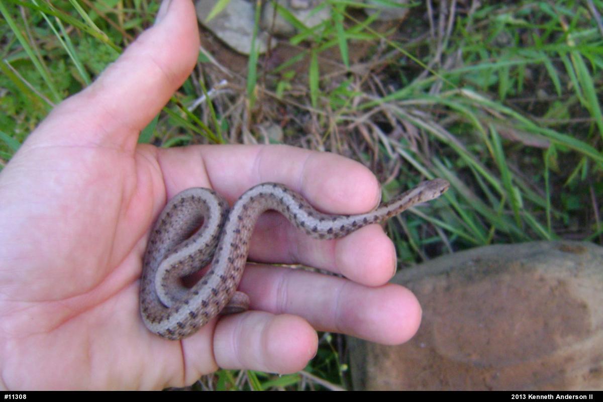 Dekay's Brownsnake