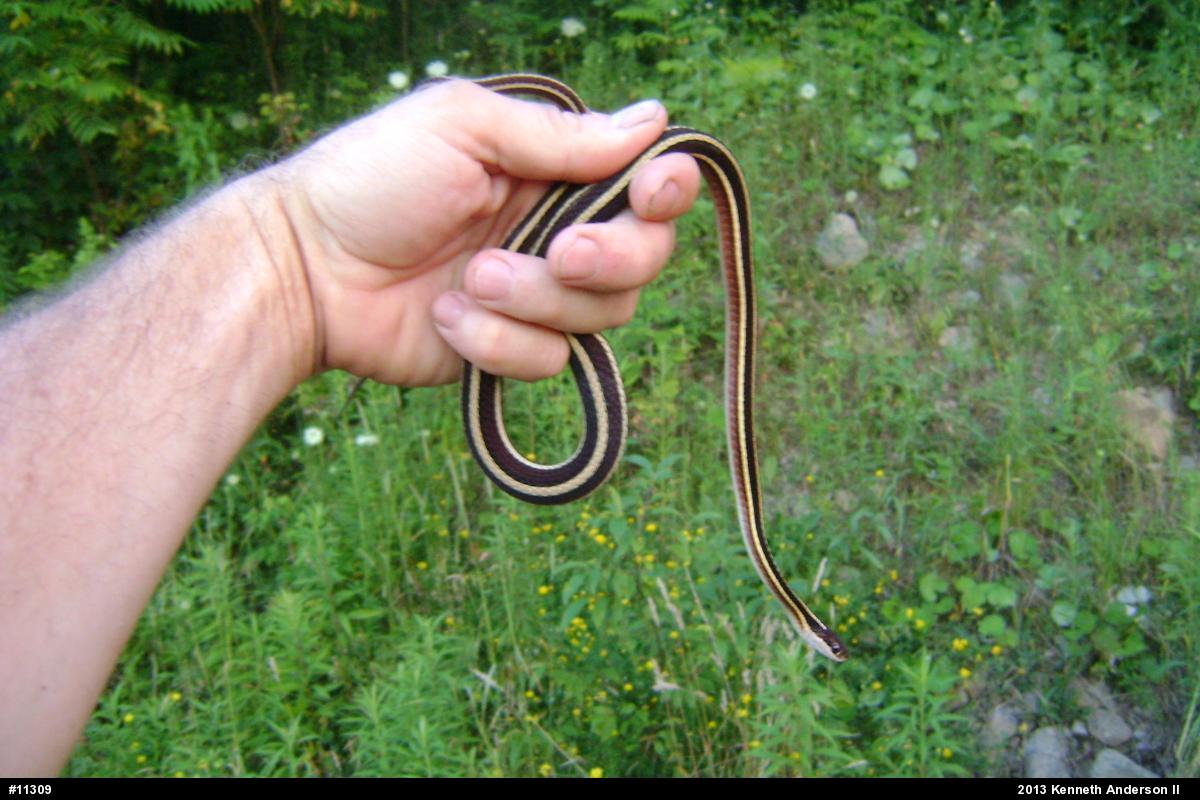 Northern Ribbonsnake