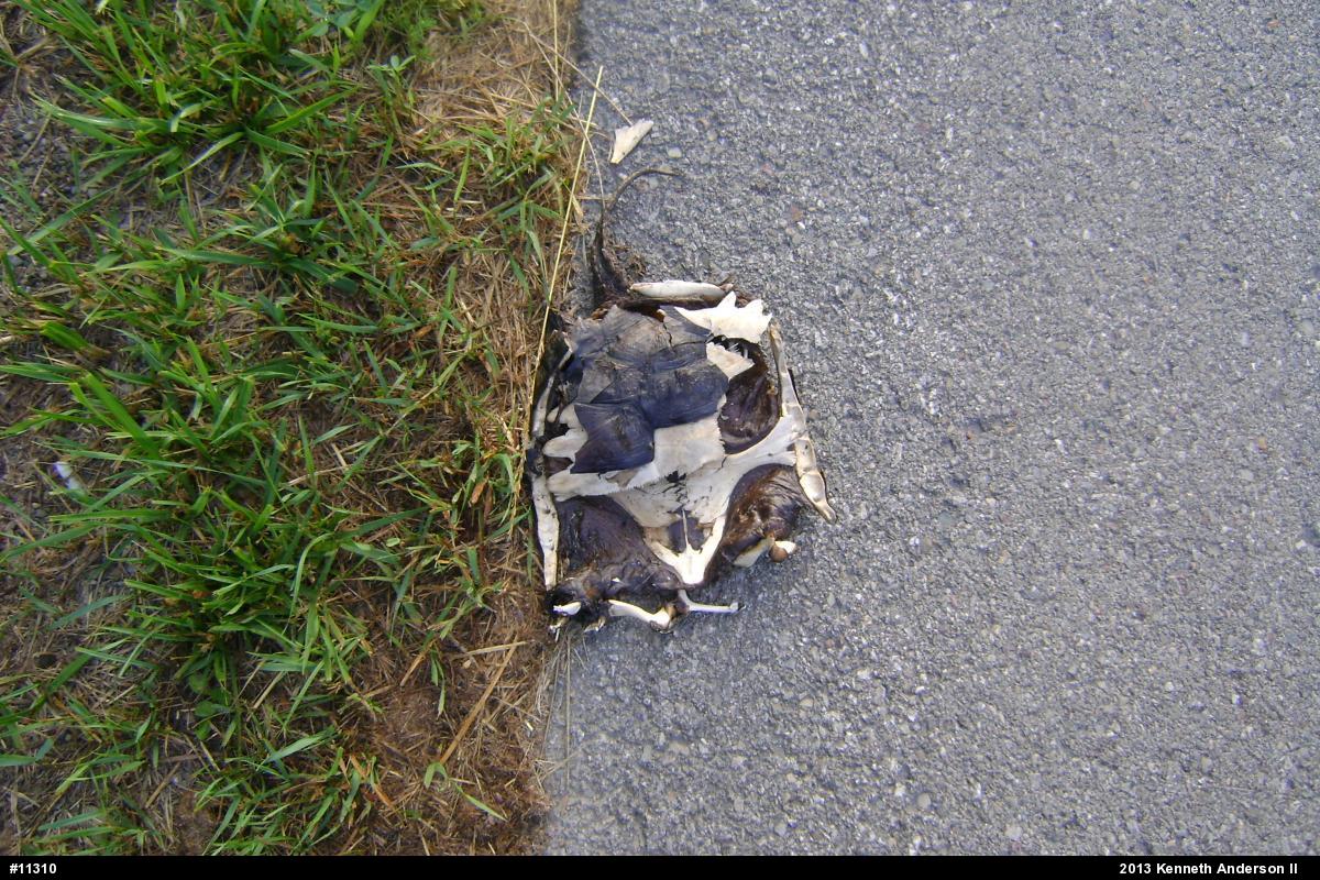Snapping Turtle