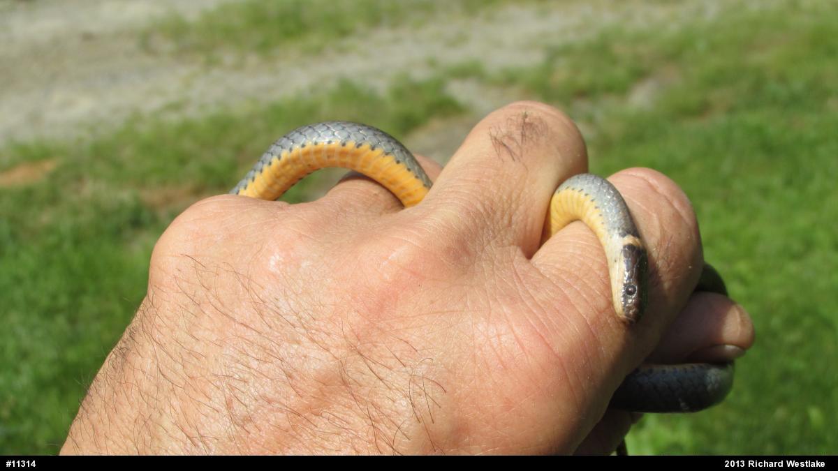 Northern Ring-necked Snake