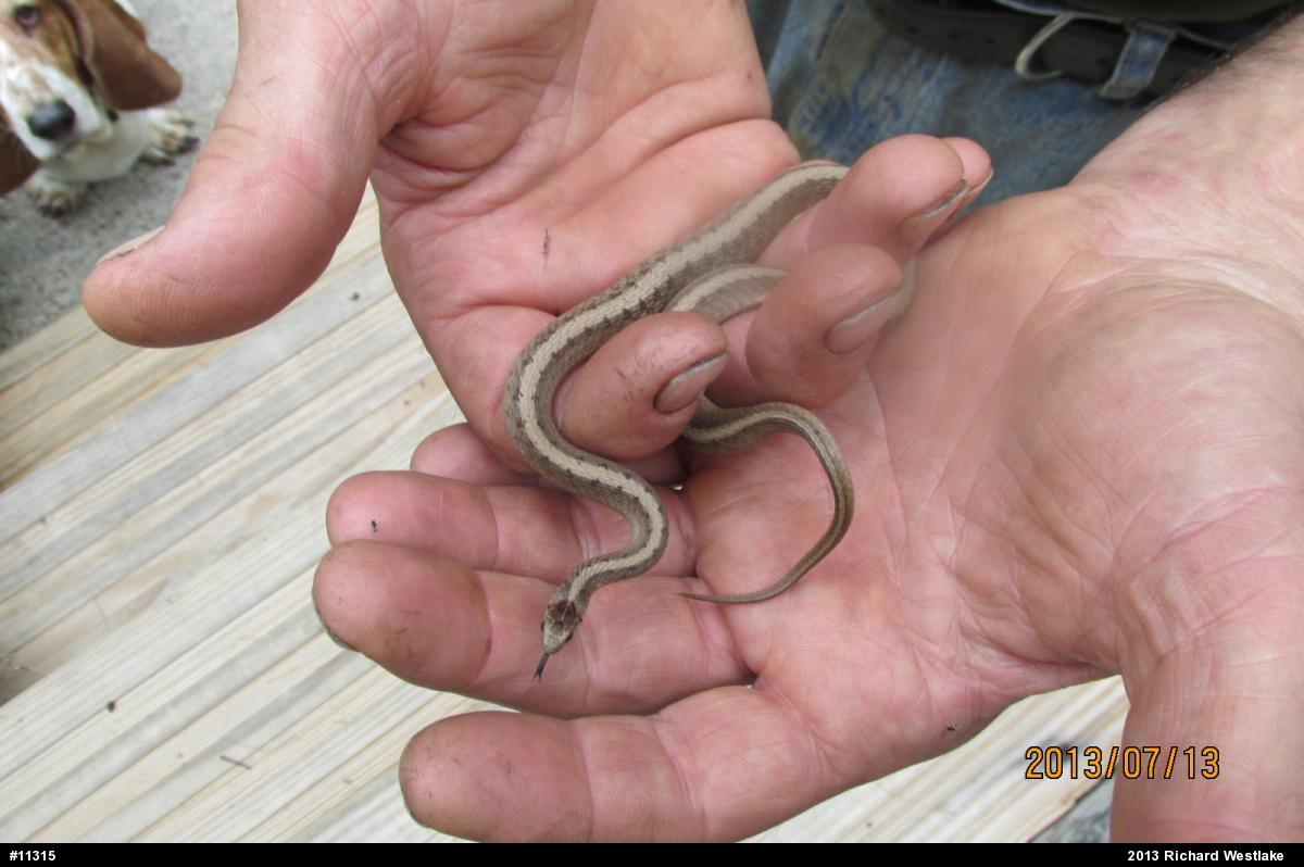Dekay's Brownsnake