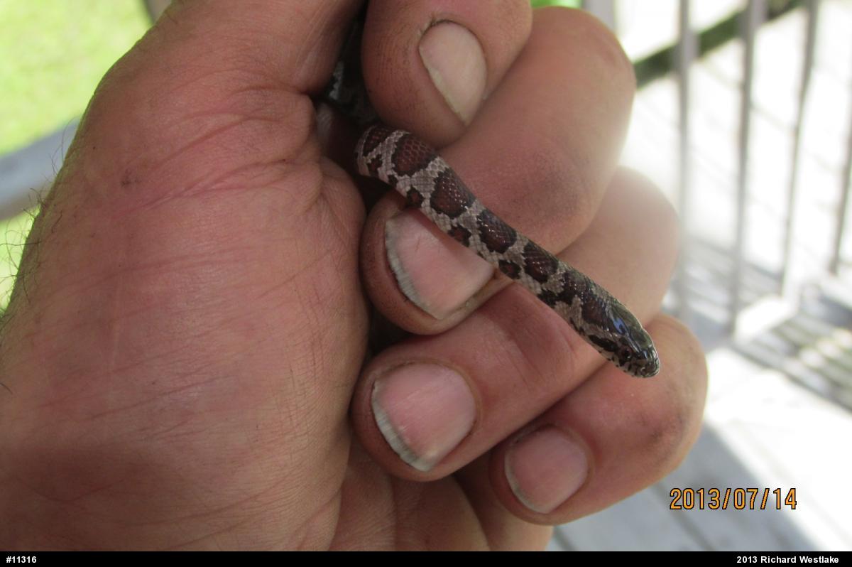 Eastern Milksnake