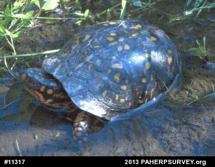Eastern Box Turtle