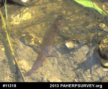 Northern Red Salamander