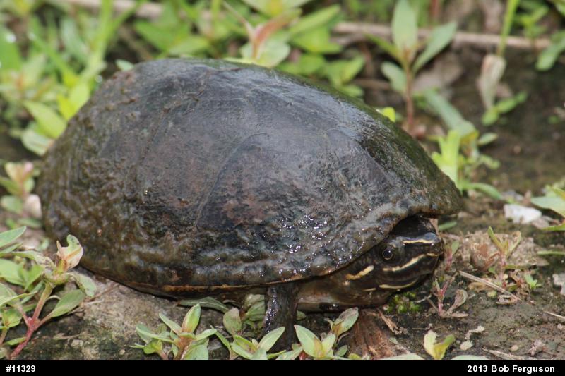 Eastern Musk Turtle