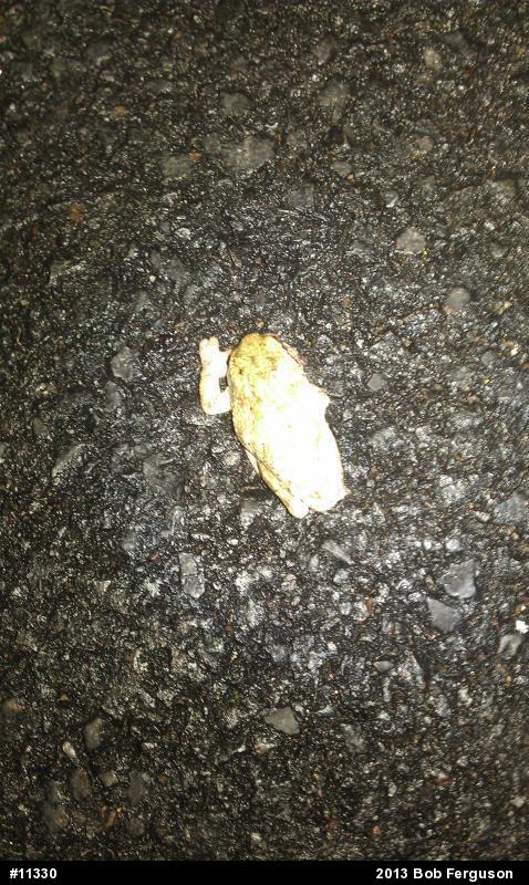 Gray Treefrog