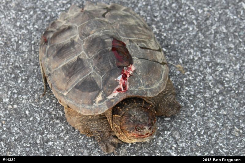 Snapping Turtle