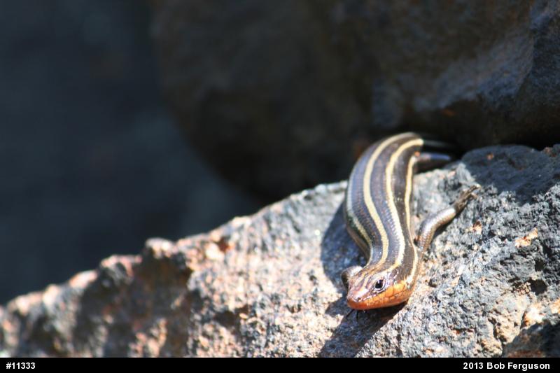 Common Five-lined Skink