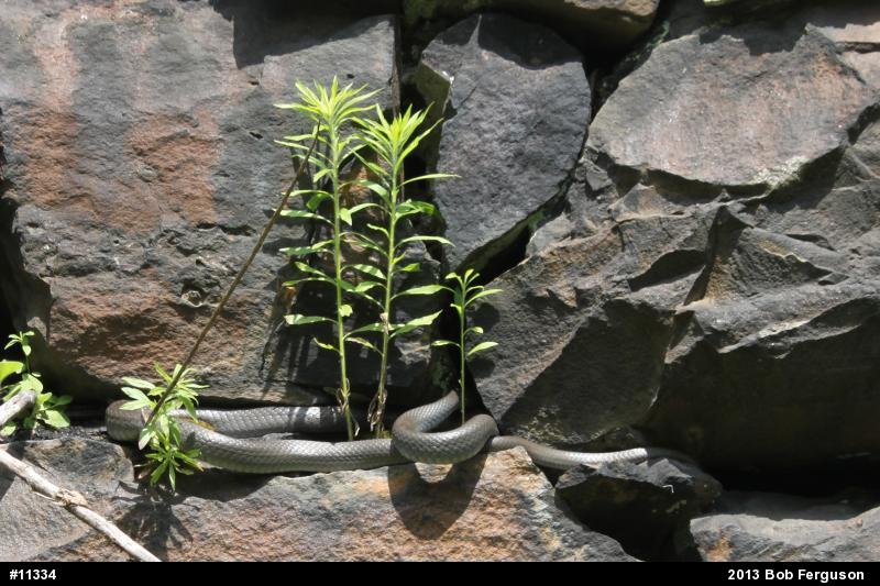 Northern Black Racer